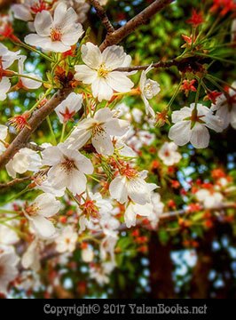 Yalan雅岚 黑摄会